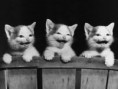/album/galeria-de-fotos-pagina-inicial1/gatos-jpg/